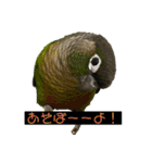 ヨウムのスタンプ（個別スタンプ：10）