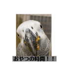 ヨウムのスタンプ（個別スタンプ：11）