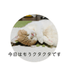 マンチカンこたろうの毎日使えるスタンプ②（個別スタンプ：5）