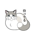 たぬき猫オリバーさん（個別スタンプ：3）