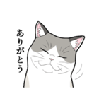 たぬき猫オリバーさん（個別スタンプ：6）