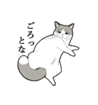 たぬき猫オリバーさん（個別スタンプ：7）