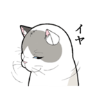 たぬき猫オリバーさん（個別スタンプ：9）