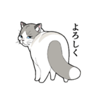 たぬき猫オリバーさん（個別スタンプ：11）