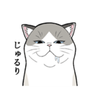 たぬき猫オリバーさん（個別スタンプ：13）