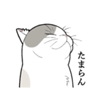 たぬき猫オリバーさん（個別スタンプ：14）