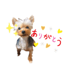 ロンちゃんスタンプ2（個別スタンプ：3）
