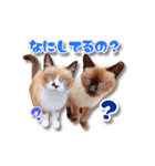 ももandゆうじんandえびちゃんandベル（個別スタンプ：2）