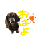 あんの弟のちょこです。（個別スタンプ：1）
