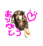あんの弟のちょこです。（個別スタンプ：2）