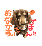 あんの弟のちょこです。（個別スタンプ：4）