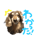 あんの弟のちょこです。（個別スタンプ：5）