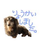 あんの弟のちょこです。（個別スタンプ：6）