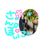 あんの弟のちょこです。（個別スタンプ：10）