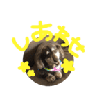 あんの弟のちょこです。（個別スタンプ：11）