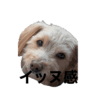絵心ない凡人の絵と犬（個別スタンプ：8）