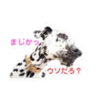 ダルメシアン3匹（個別スタンプ：8）