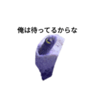 海水魚ーズ3（個別スタンプ：1）