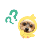 今日のワンCOCO（個別スタンプ：2）