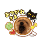 今日のワンCOCO（個別スタンプ：6）