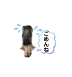 今日のワンCOCO（個別スタンプ：12）