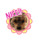 今日のワンCOCO（個別スタンプ：15）