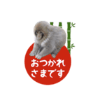 敬語で挨拶！動物写真スタンプ（個別スタンプ：3）