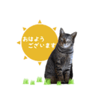 敬語で挨拶！動物写真スタンプ（個別スタンプ：5）