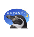 敬語で挨拶！動物写真スタンプ（個別スタンプ：7）