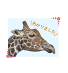 敬語で挨拶！動物写真スタンプ（個別スタンプ：8）