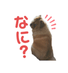 らんらんランちゃんの毎日（個別スタンプ：5）