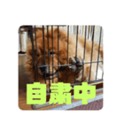 らんらんランちゃんの毎日（個別スタンプ：8）