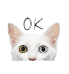王族に愛された猫（個別スタンプ：1）