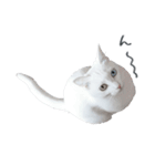 王族に愛された猫（個別スタンプ：2）