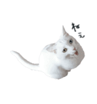 王族に愛された猫（個別スタンプ：3）
