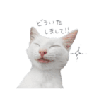 王族に愛された猫（個別スタンプ：5）