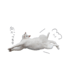 王族に愛された猫（個別スタンプ：11）