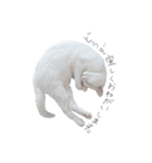 王族に愛された猫（個別スタンプ：12）