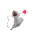 王族に愛された猫（個別スタンプ：13）