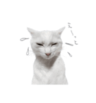 王族に愛された猫（個別スタンプ：14）
