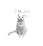 王族に愛された猫（個別スタンプ：17）