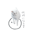 王族に愛された猫（個別スタンプ：20）