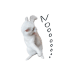 王族に愛された猫（個別スタンプ：21）