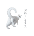 王族に愛された猫（個別スタンプ：22）