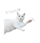 王族に愛された猫（個別スタンプ：23）