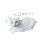 王族に愛された猫（個別スタンプ：24）