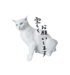 王族に愛された猫（個別スタンプ：25）