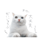 王族に愛された猫（個別スタンプ：26）