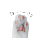 王族に愛された猫（個別スタンプ：28）