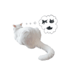 王族に愛された猫（個別スタンプ：29）